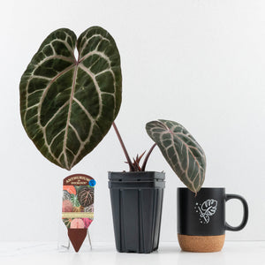 Anthurium Michelle Hot Pink '23' x Zara '14' by DocBlock® (wk30-G)