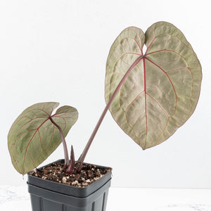 Anthurium Michelle Hot Pink '23' x Zara '14' by DocBlock® (wk30-G)
