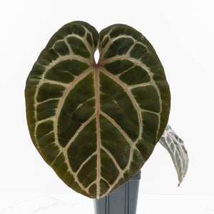 Anthurium Michelle Hot Pink '23' x Zara '14' by DocBlock® (wk30-G)