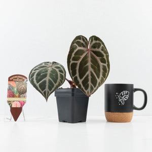 Anthurium Michelle Hot Pink '23' x Zara '14' by DocBlock® (wk31-I)