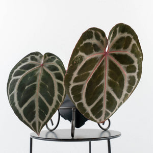 Anthurium Michelle Hot Pink '23' x Zara '14' by DocBlock® (wk31-I)