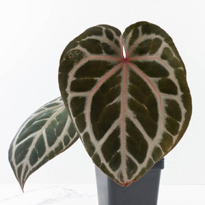 Anthurium Michelle Hot Pink '23' x Zara '14' by DocBlock® (wk31-I)
