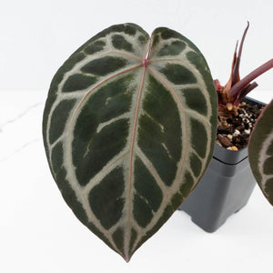 Anthurium Michelle Hot Pink '23' x Zara '14' by DocBlock® (wk31-I)