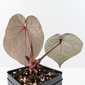Anthurium Michelle Hot Pink '23' x Zara '14' by DocBlock® (wk31-I)