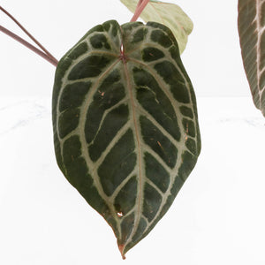 Anthurium Michelle Hot Pink '23' x Zara '14' by DocBlock® (wk34L-192)