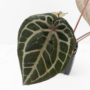 Anthurium Michelle Hot Pink '23' x Zara '14' by DocBlock® (wk34L-192)
