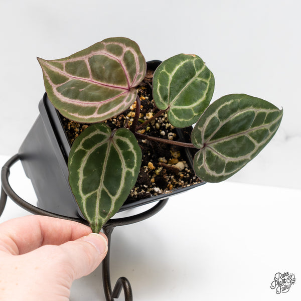 Anthurium Michelle Hot Pink '23' x Zara '14' by DocBlock® (wk51-O) *Purple Veins*