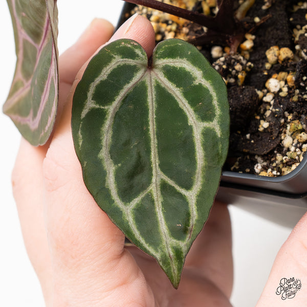 Anthurium Michelle Hot Pink '23' x Zara '14' by DocBlock® (wk51-O) *Purple Veins*