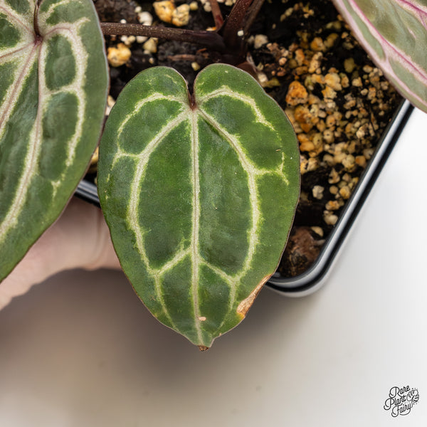 Anthurium Michelle Hot Pink '23' x Zara '14' by DocBlock® (wk51-O) *Purple Veins*