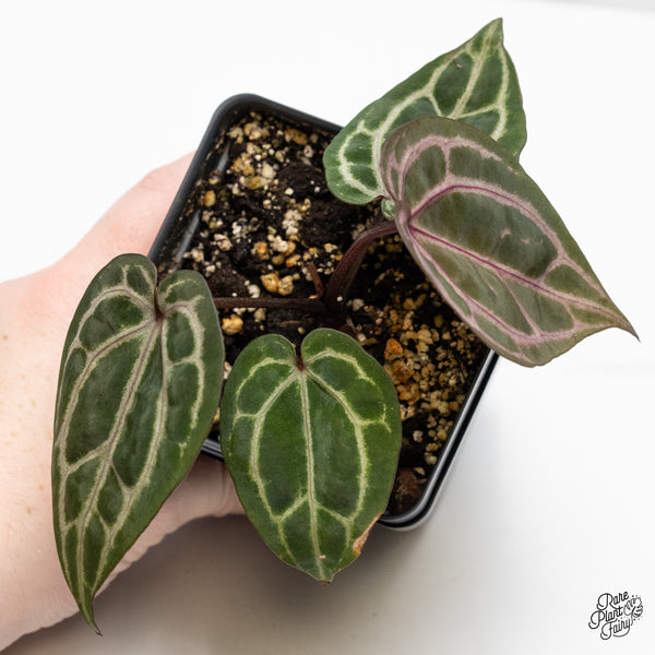 Anthurium Michelle Hot Pink '23' x Zara '14' by DocBlock® (wk51-O) *Purple Veins*