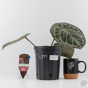 Anthurium Michelle Hot Pink '23' x Red Velvet Cake '24' by DocBlock (wk43-L397)