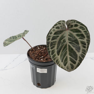 Anthurium Michelle Hot Pink '23' x Red Velvet Cake '24' by DocBlock (wk43-L397)