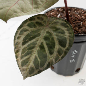 Anthurium Michelle Hot Pink '23' x Red Velvet Cake '24' by DocBlock (wk43-L397)