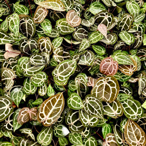 Anthurium 'Michelle' by DocBlock®  *Grower's Choice*