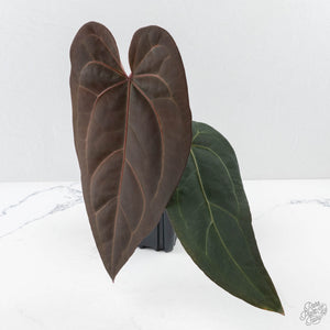 Anthurium Minerva '20' x Dark & Handsome '9' by DocBlock® 9 (wk26-A)
