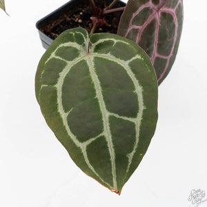 Anthurium Minerva '20' x  Minerva '20' by DocBlock® (wk23-A) *Purple Veins*