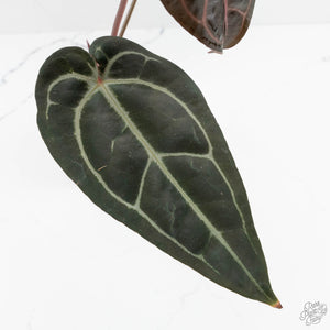 Anthurium Minerva '20' x Dark & Handsome '9' by DocBlock® (wk18-K)