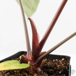 Anthurium Minerva '20' x Dark & Handsome '9' by DocBlock® (wk18-K)