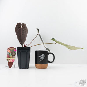 Anthurium Minerva '20' x Dark & Handsome '9' by DocBlock® 9 (wk22-X)