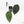 Anthurium Minerva '20' x Dark & Handsome '9' by DocBlock® 9 (wk22-X)