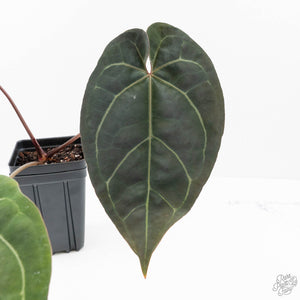 Anthurium Minerva '20' x Dark & Handsome '9' by DocBlock® 9 (wk22-X)