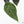 Anthurium Minerva '20' x Dark & Handsome '9' by DocBlock® 9 (wk22-X)