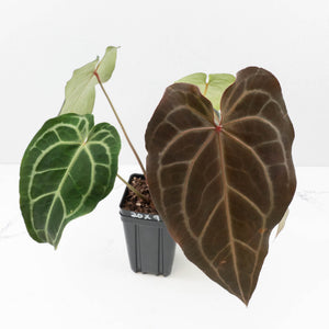 Anthurium Minerva '20' x Dark & Handsome '9' by DocBlock® 9 (wk35-L91)