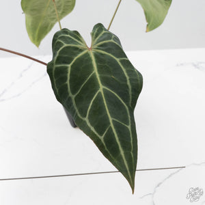 Anthurium Minerva '20' x Dark & Handsome '9' by DocBlock (wk42-L91)