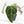 Anthurium Minerva '20' x Dark & Handsome '9' by DocBlock® 9 (wk35-L91)