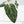 Anthurium Minerva '20' x Dark & Handsome '9' by DocBlock (wk42-L91)