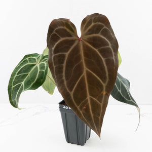 Anthurium Minerva '20' x Dark & Handsome '9' by DocBlock® 9 (wk35-L91)
