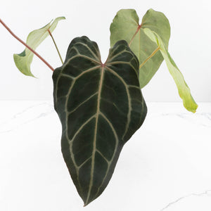 Anthurium Minerva '20' x Dark & Handsome '9' by DocBlock® 9 (wk35-L91)