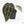 Anthurium Minerva '20' x  Minerva '20' by DocBlock® (wk19-X)