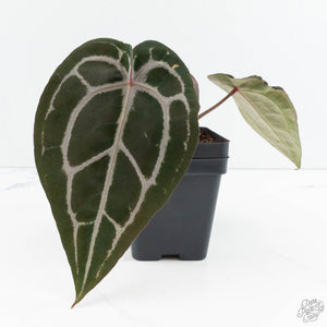 Anthurium Minerva '20' x  Minerva '20' by DocBlock® (wk19-X)