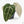 Anthurium Minerva '20' x  Minerva '20' by DocBlock® (wk19-X)