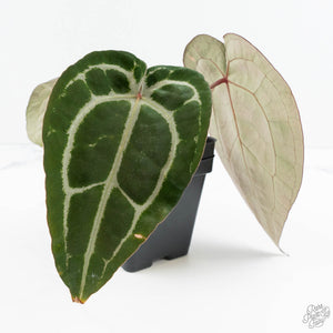 Anthurium Minerva '20' x  Minerva '20' by DocBlock® (wk19-X)