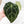 Anthurium Minerva '20' x  Minerva '20' by DocBlock® (wk21-Y)