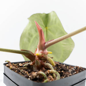 Anthurium Minerva '20' x  Minerva '20' by DocBlock® (wk21-Y)