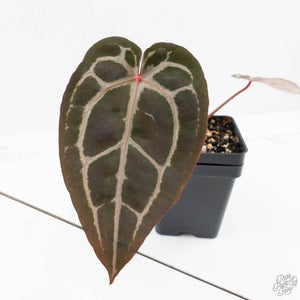 Anthurium Minerva '20' x Minerva '20' by DocBlock® (wk23-B) *Red Veins*