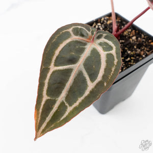 Anthurium Minerva '20' x Minerva '20' by DocBlock® (wk23-B) *Red Veins*