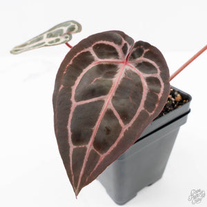 Anthurium Minerva '20' x Minerva '20' by DocBlock® (wk23-B) *Red Veins*