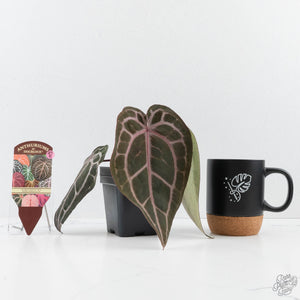Anthurium Minerva '20' x Minerva '20' by DocBlock® (wk27-E) *Red Veins*