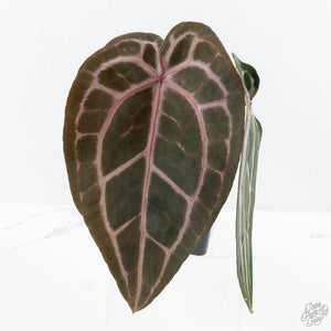Anthurium Minerva '20' x Minerva '20' by DocBlock® (wk27-E) *Red Veins*