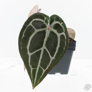 Anthurium Minerva '20' x Minerva '20' by DocBlock® (wk27-E) *Red Veins*