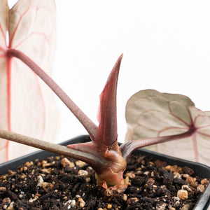 Anthurium Minerva '20' x Minerva '20' by DocBlock® (wk27-E) *Red Veins*
