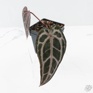 Anthurium Minerva '20' x Minerva '20' by DocBlock® (wk27-F) Purple Veins