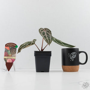 Anthurium Minerva '20' x  Minerva '20' by DocBlock (wk40-L327)