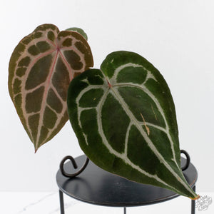 Anthurium Minerva '20' x  Minerva '20' by DocBlock (wk40-L327)