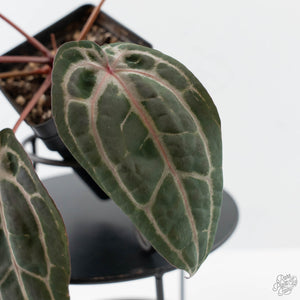 Anthurium Minerva '20' x  Minerva '20' by DocBlock - Pink Veins (wk42-L376)