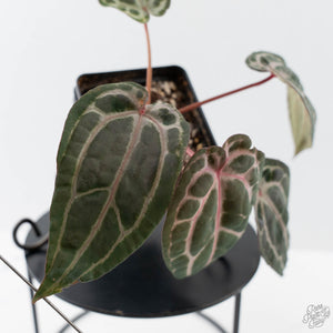 Anthurium Minerva '20' x  Minerva '20' by DocBlock - Pink Veins (wk42-L376)